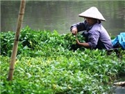 Bóng đá anh, ngoại hạng anh, lịch thi đấu euro 2012, Khi nông dân bất chấp sức khỏe người tiêu dùng 